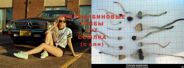 прущие грибы Армянск